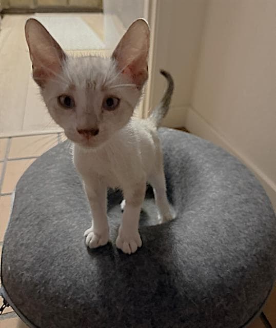 Bunny - Domestic Short Hair