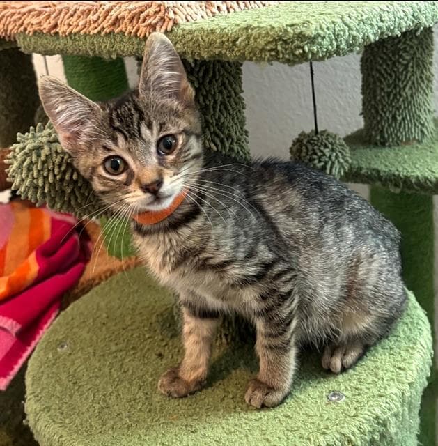 Opal - Domestic Short Hair