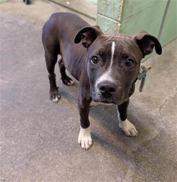 Brandon - Pit Bull Terrier