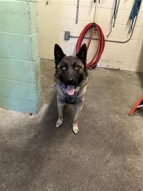 Dre - German Shepherd Dog