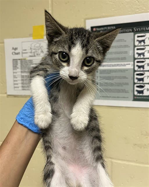Xavier - Domestic Short Hair