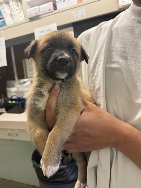 Shasta - Belgian Shepherd Malinois
