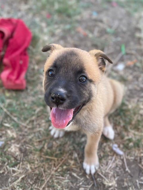 Aspen - Belgian Shepherd Malinois