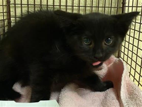 Mr White - Domestic Short Hair