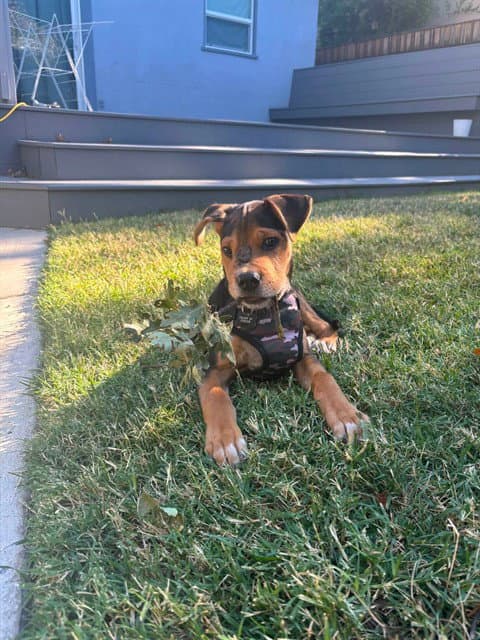 Moby - Pit Bull Terrier