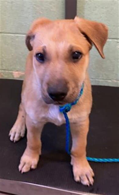 Clarence - German Shepherd Dog