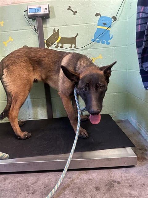 Ruger - Belgian Shepherd Malinois