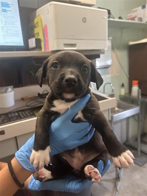 Unknown - Terrier