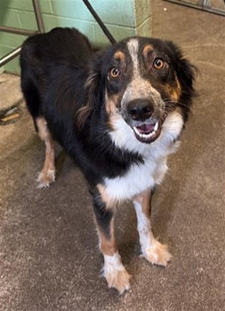 Layla - Australian Shepherd