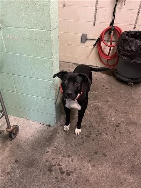 Baby - Pit Bull Terrier