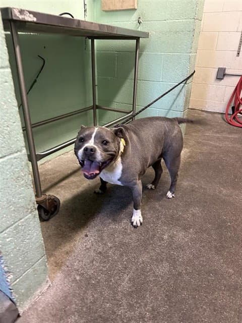 Icy - Pit Bull Terrier