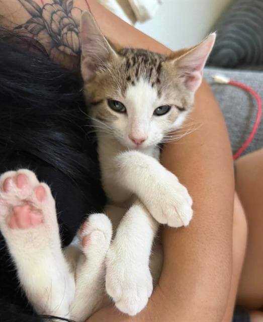 Carl - Domestic Short Hair