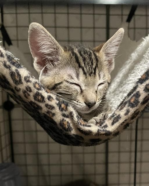Claire - Domestic Short Hair