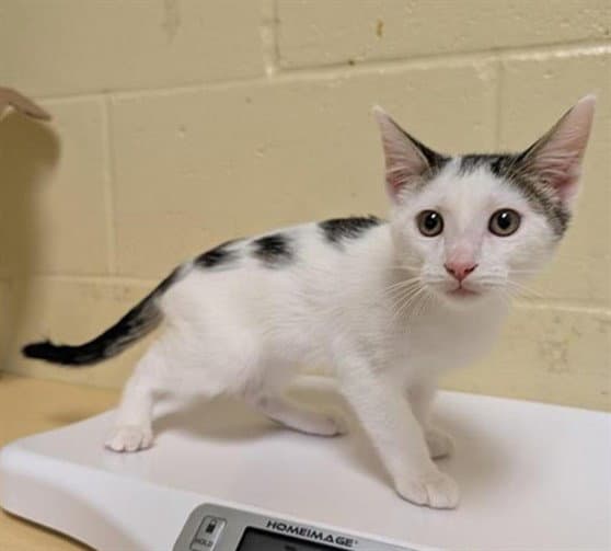 Unknown - Domestic Short Hair