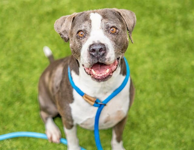 Bubbles - Pit Bull Terrier