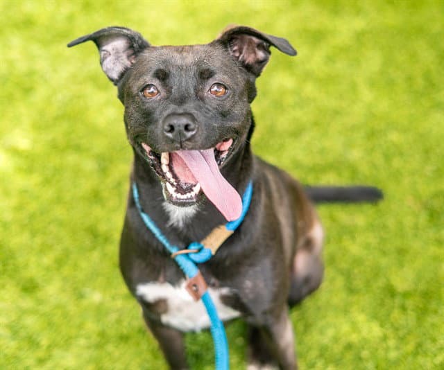 Jazmine - Pit Bull Terrier
