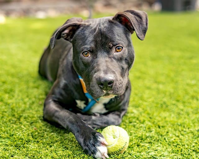 Garp - Pit Bull Terrier