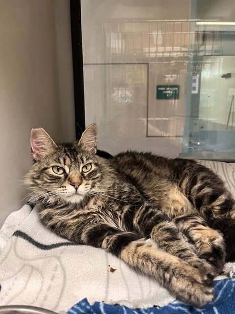 Daffy - Domestic Short Hair