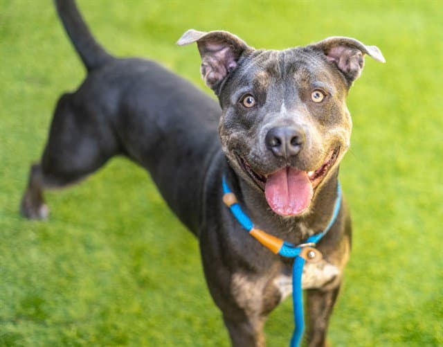 Brian - Pit Bull Terrier