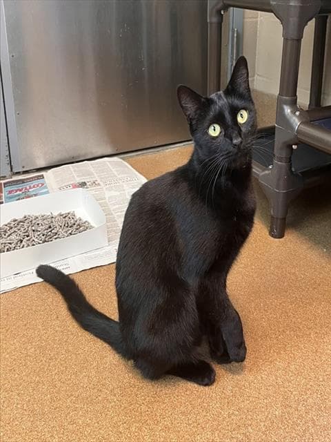 Sam - Domestic Short Hair