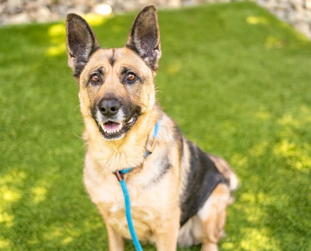 Clawdia - German Shepherd Dog