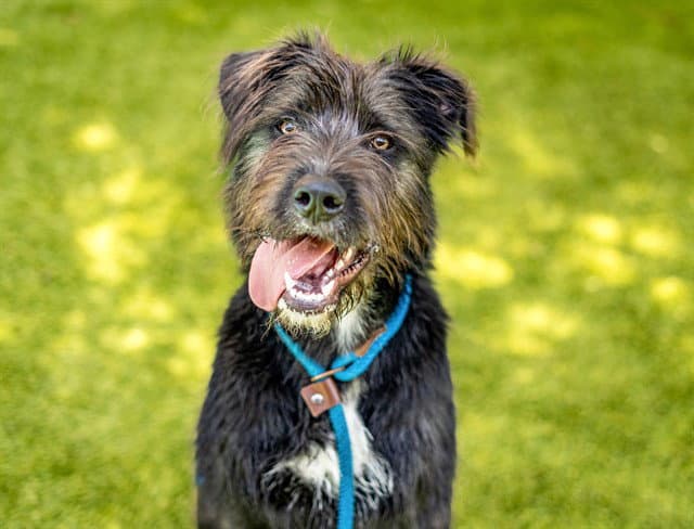 Onyx - Giant Schnauzer