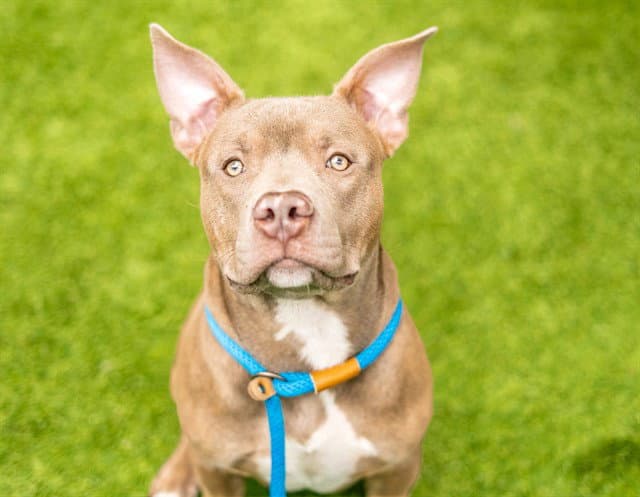 Lambchop - American Staffordshire Terrier