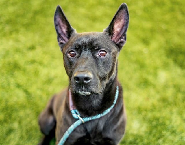 Odysseus - Pit Bull Terrier