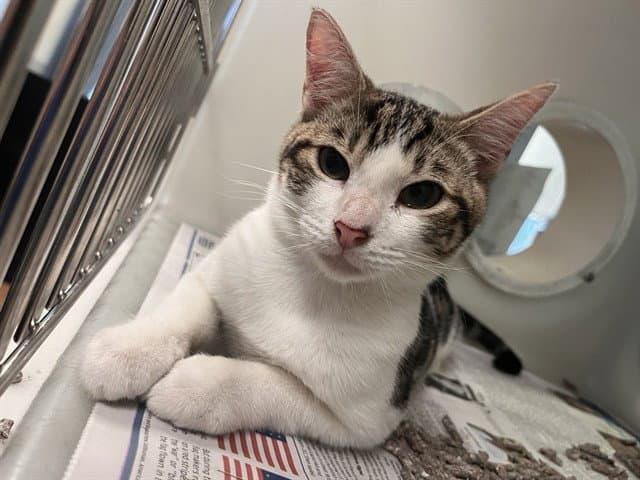 Paxton - Domestic Short Hair