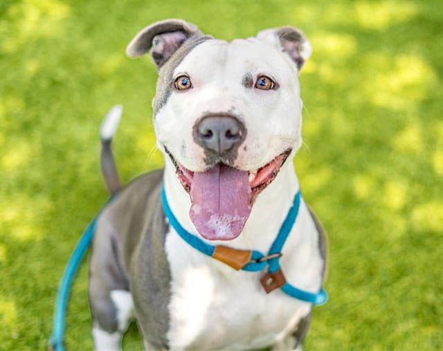 Cool Whip - Pit Bull Terrier