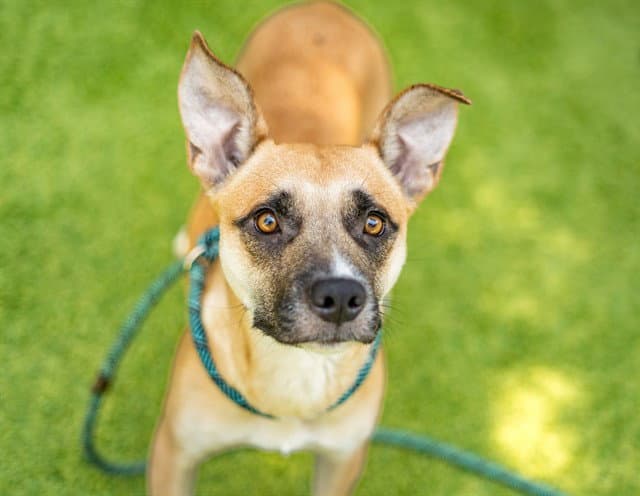 Toffee - German Shepherd Dog