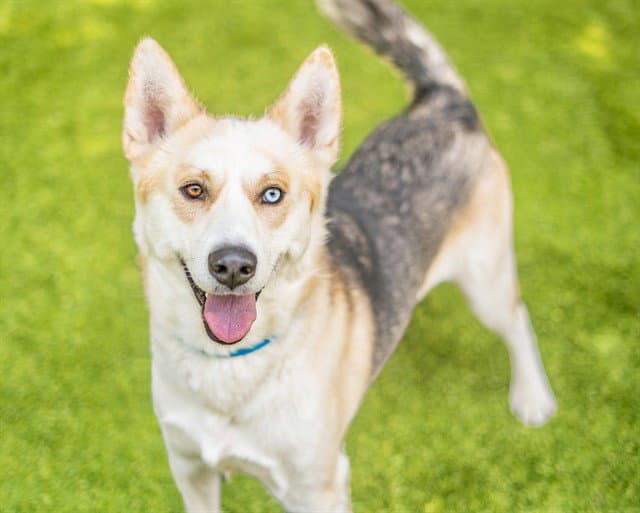 Hope - Siberian Husky