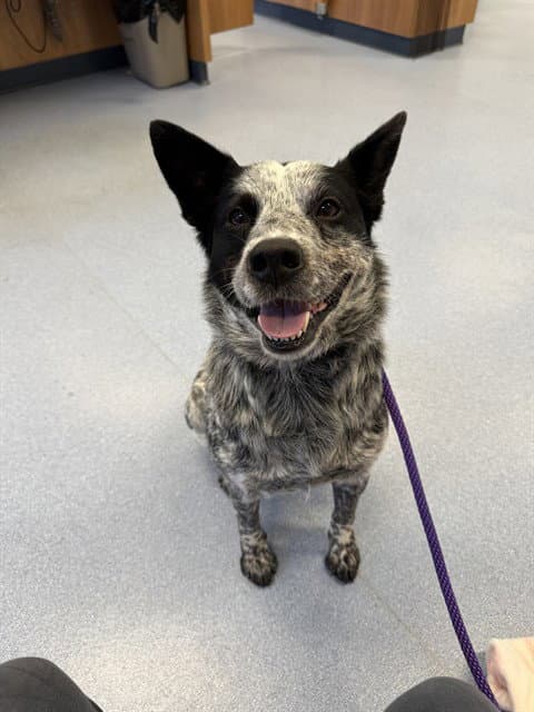 Rocco - Australian Cattle Dog/Blue Heeler