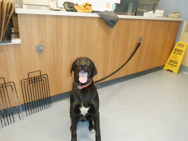 Hamilton - Labrador Retriever