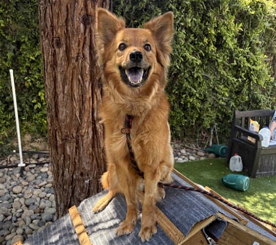 Milo - Chow Chow