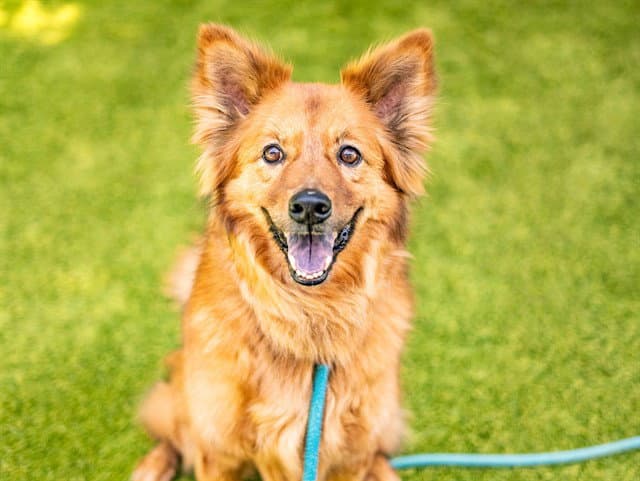 Milo - Chow Chow