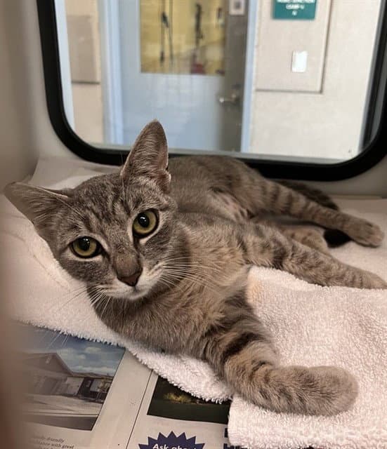 Violet - Domestic Short Hair