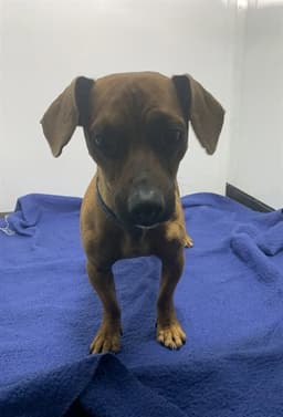 Charlie image 1