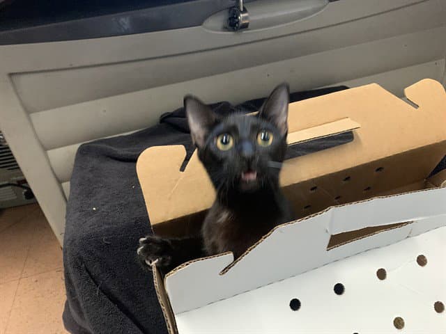 Ms Potatoe H - Domestic Short Hair