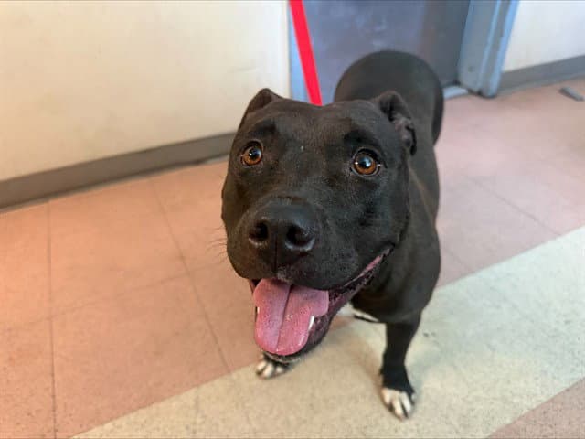 Olivia - Pit Bull Terrier