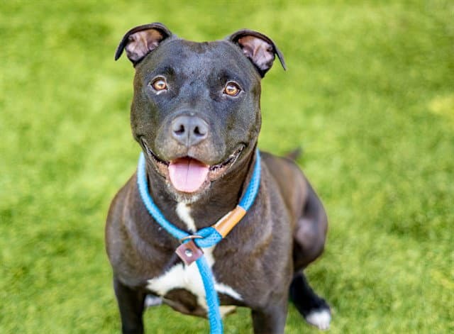 Olivia - Pit Bull Terrier