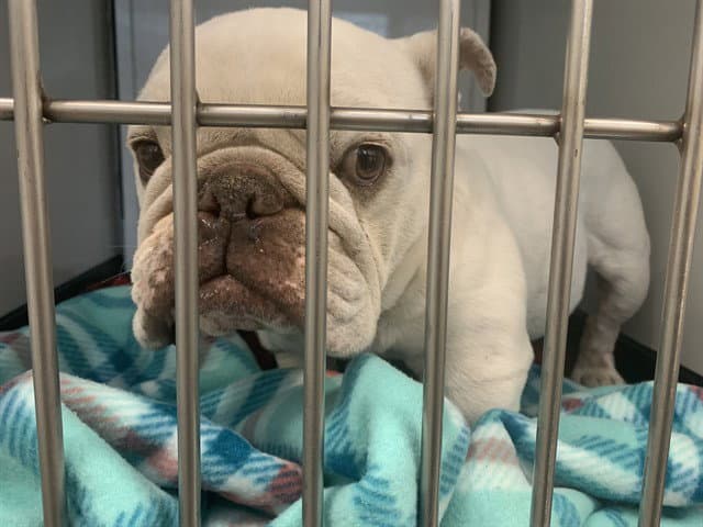 Dozer - American Bulldog