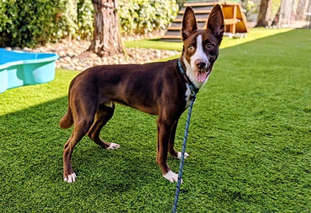 Scout - Border Collie
