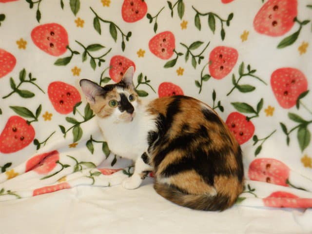 Unknown - Domestic Short Hair