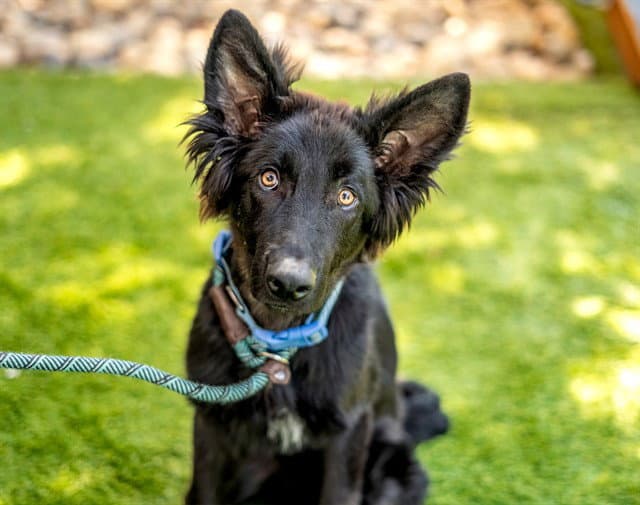 Gus - German Shepherd Dog