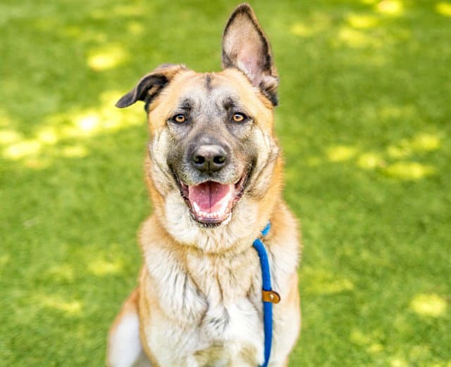 Lulu - German Shepherd Dog