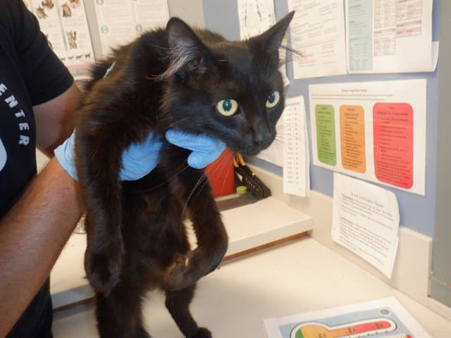 Sweet Pea - Domestic Short Hair