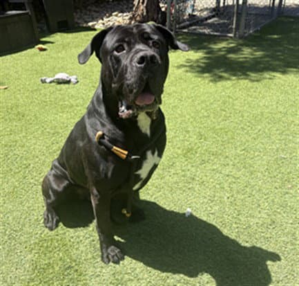 Margherita Pizza - Cane Corso Mastiff