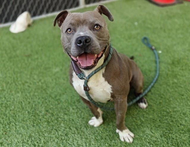 Duckie - Pit Bull Terrier