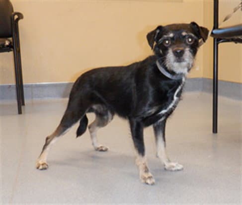 Unknown - Parson Russell Terrier
